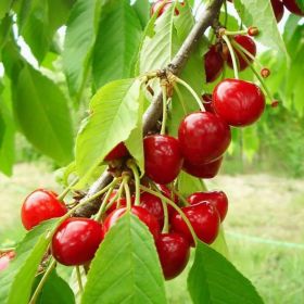 20 Cherry Seeds For Gardening And Home Improvement (Option: 3Pack)