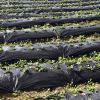 6.5 x 330/4 x 250/6 x 300 Feet Weed Barrier Landscape Fabric
