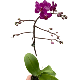 Orchid 'Purple Fucshia Phalaenopsis' (Style: Single Spike, size: 3" Pot)