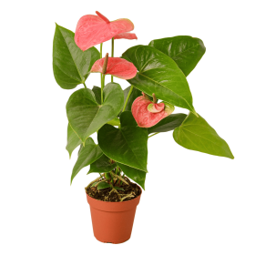 Anthurium 'Pink' (size: 4" Pot)