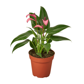 Anthurium 'Purple' (size: 4" Pot)