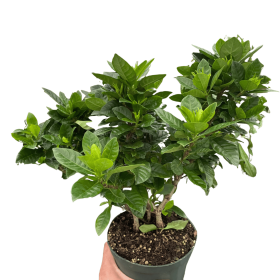 Gardenia 'Bush' (size: 4" Pot)