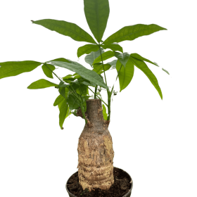 Money Tree 'Guiana Chestnut' Pachira Stump (size: 4" Pot)
