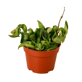 Hoya Rope Plant (size: 3" Pot)