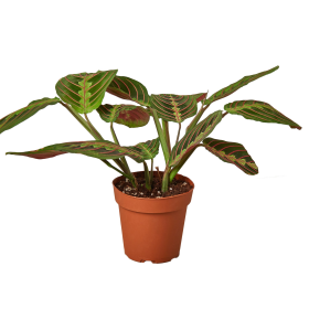 Maranta Red Prayer (size: 3" Pot)