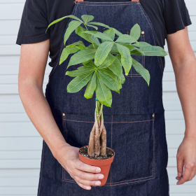 Money Tree 'Guiana Chestnut' Pachira Braid (size: 3" Pot)