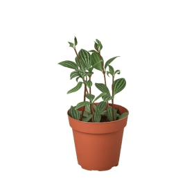 Peperomia 'Parallel' (size: 3" Pot)