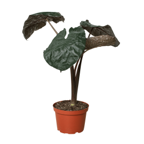 Alocasia 'Serendipity' (size: 4" Pot)