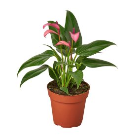 Anthurium 'Purple' (size: 4" Pot)
