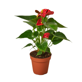 Anthurium 'Red' (size: 4" Pot)