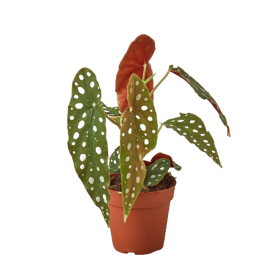 Begonia 'Maculata' (size: 4" Pot)