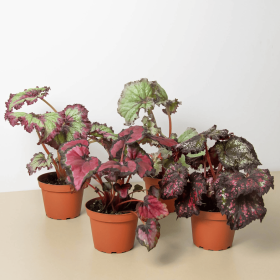 Begonia 'Rex' - 4 Pack Variety (size: 4" Pot)