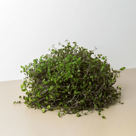 Calasia Repens (size: 4" Pot)