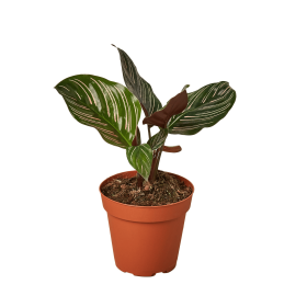 Calathea 'Ornata' (size: 4" Pot)