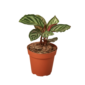 Calathea 'Peacock' (size: 4" Pot)