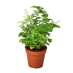 Maidenhair Fern (size: 4" Pot)