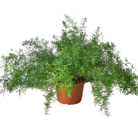 Fern 'Sprengeri' (size: 4" Pot)
