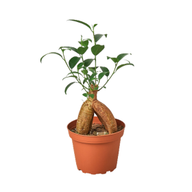 Ficus 'Ginseng' (size: 4" Pot)
