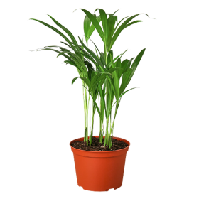 Areca Palm (size: 4" Pot)