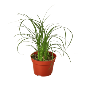 Palm Ponytail (size: 4" Pot)