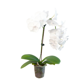 Orchid 'White Phalaenopsis' (size: 4" Pot)