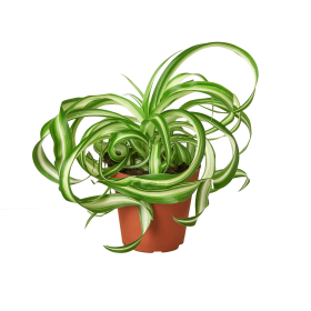 Spider Plant 'Bonnie' (size: 4" Pot)
