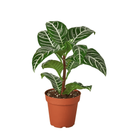 Zebra 'Aphelandra' (size: 4" Pot)