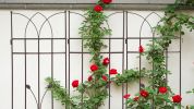 4 Pack Metal Garden Trellis 71" x 17.7" Rustproof Trellis for Climbing Plants Outdoor Flower Support